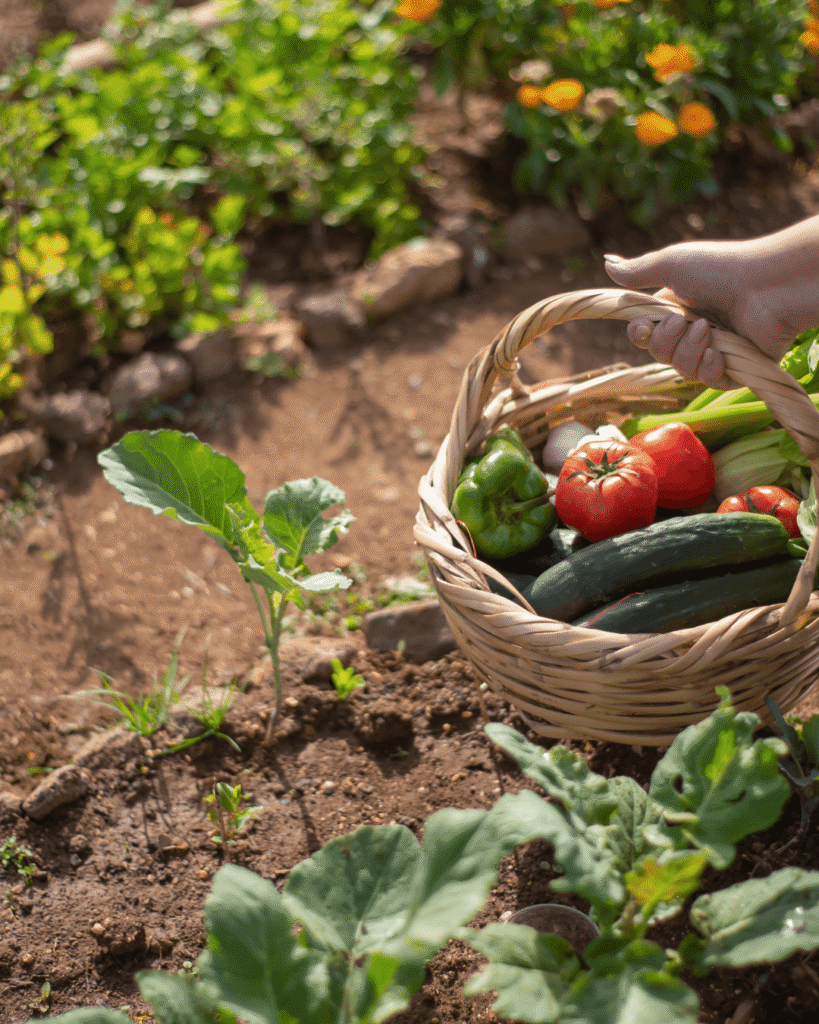 mid summer garden prep