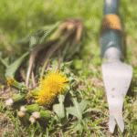 mid summer garden prep
