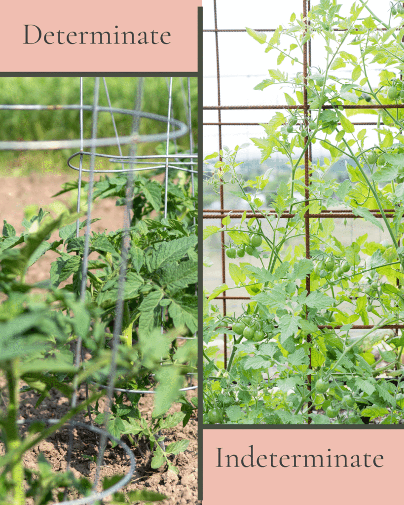 canning tomatos, determinant vs indeterminant
