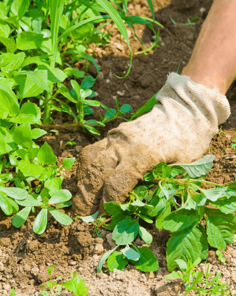 how to prepare soil for winter garden bed