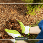 how to prepare soil for winter garden bed